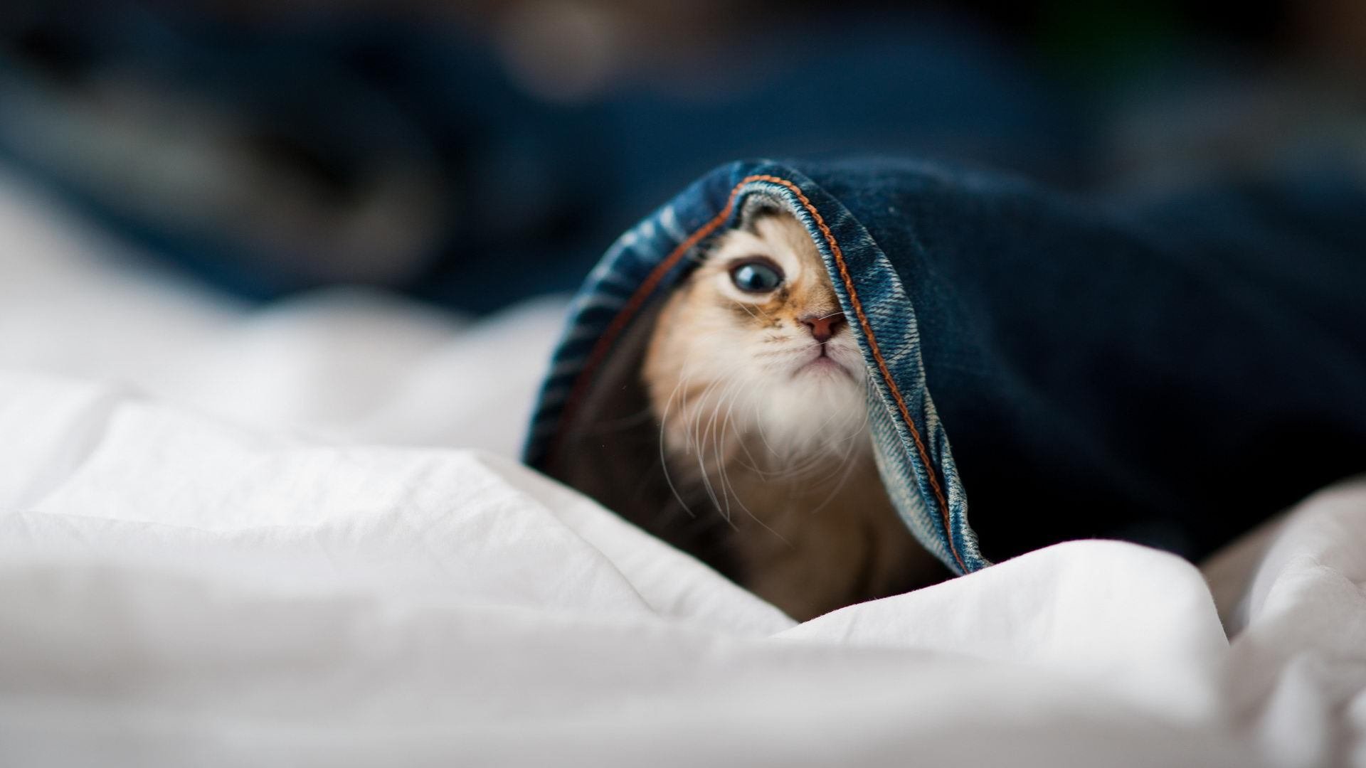 JIU YOU GAME-马竞主场4-2战胜巴拉多利德，西甲积分榜排名第三，马竞时隔7年重夺西甲