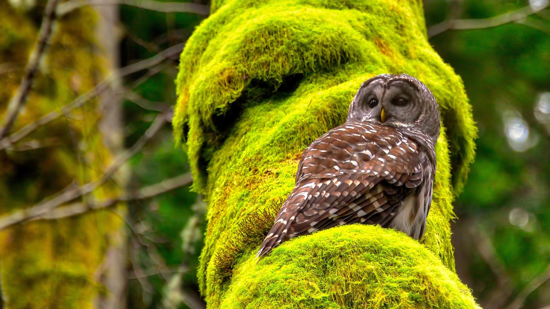 世俱杯：最有人气的球队粉丝团分析，世俱杯参赛队伍2021