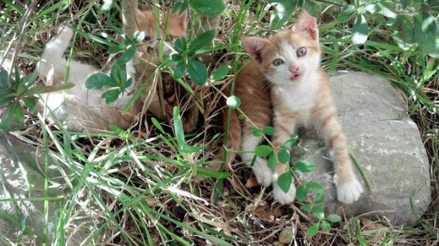 体育新闻中心主办体育文化数字创新交流论坛，体育数字化平台