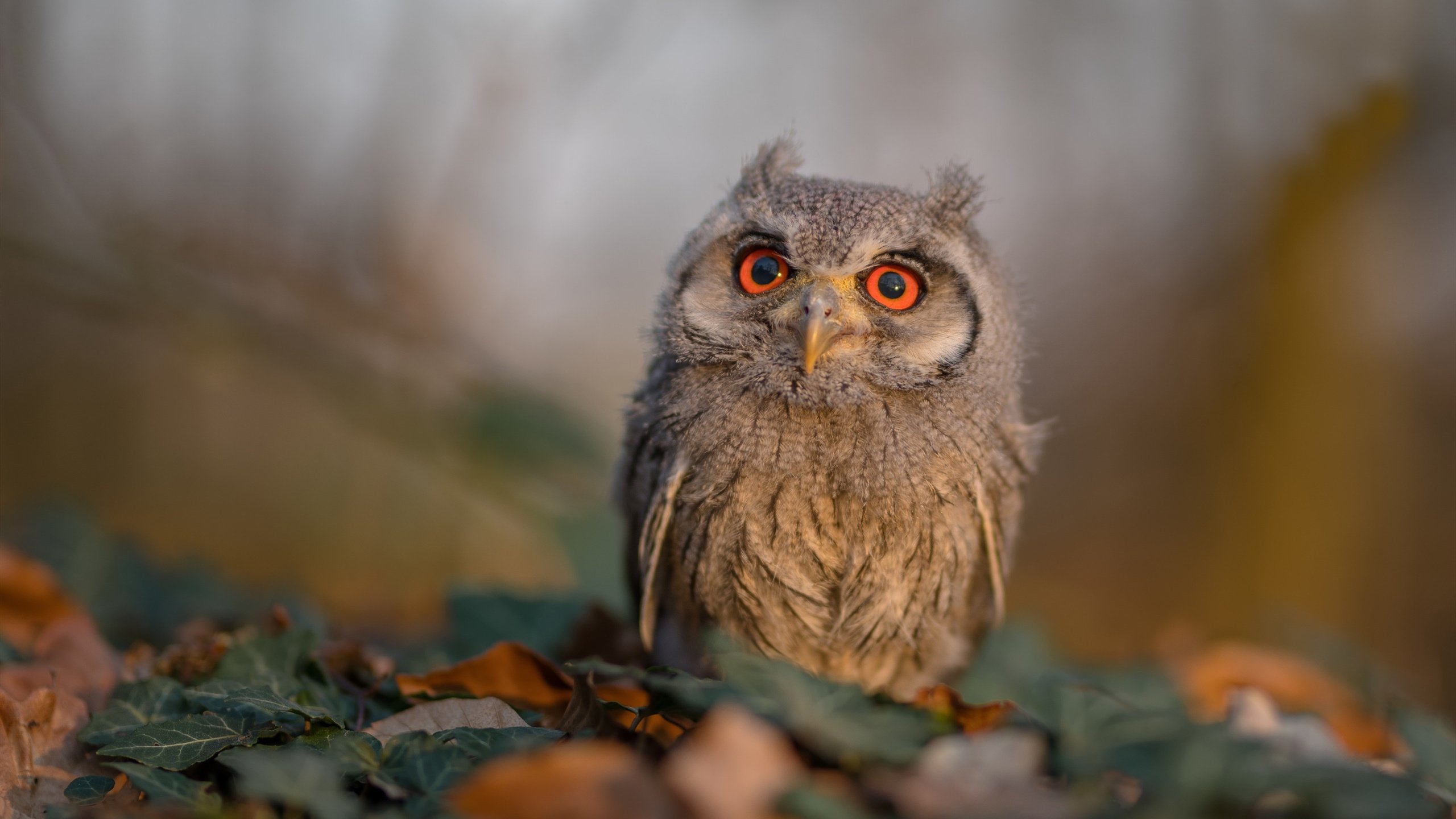 九游下载官网-体育社团文化节融合运动演出艺术展演，体育社团文化节融合运动演出艺术展演策划方案