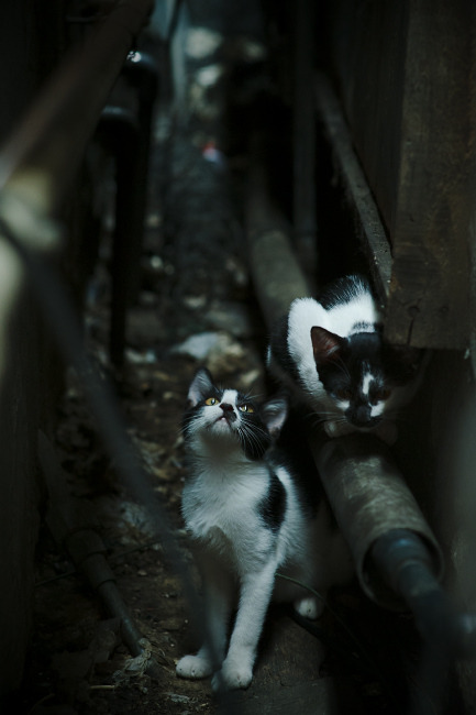 国际乒联混合团体世界杯赛制深度解析：德国队面临哪些考验，国际乒联 世界杯