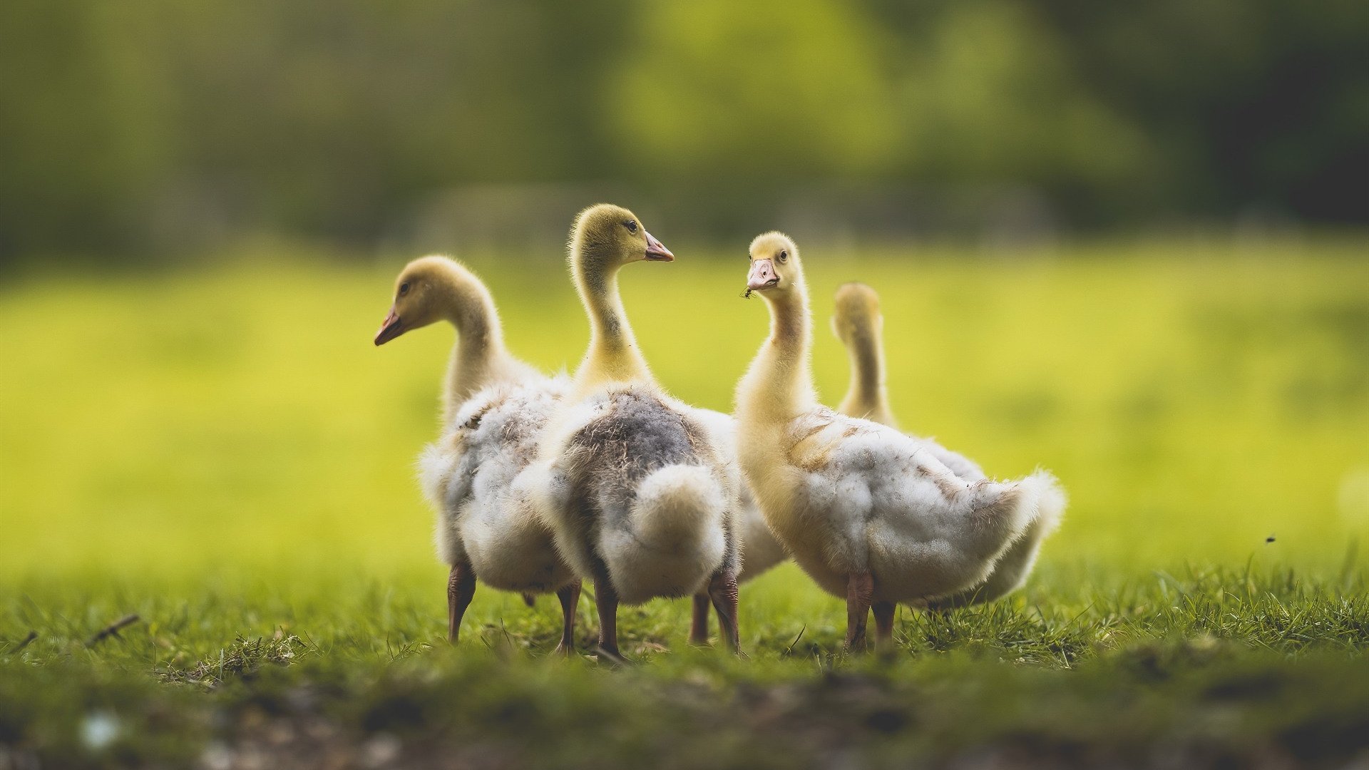 联盟中最擅长处理包夹的球星解析，破包夹最好的球员