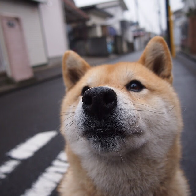 “帕布罗·马特拉：阿根廷美洲狮队的力量与智慧的结合体”