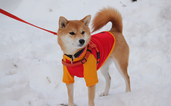 巴雷特：作为全黑队的战略支柱，他的脚法和组织能力让对方防不胜防