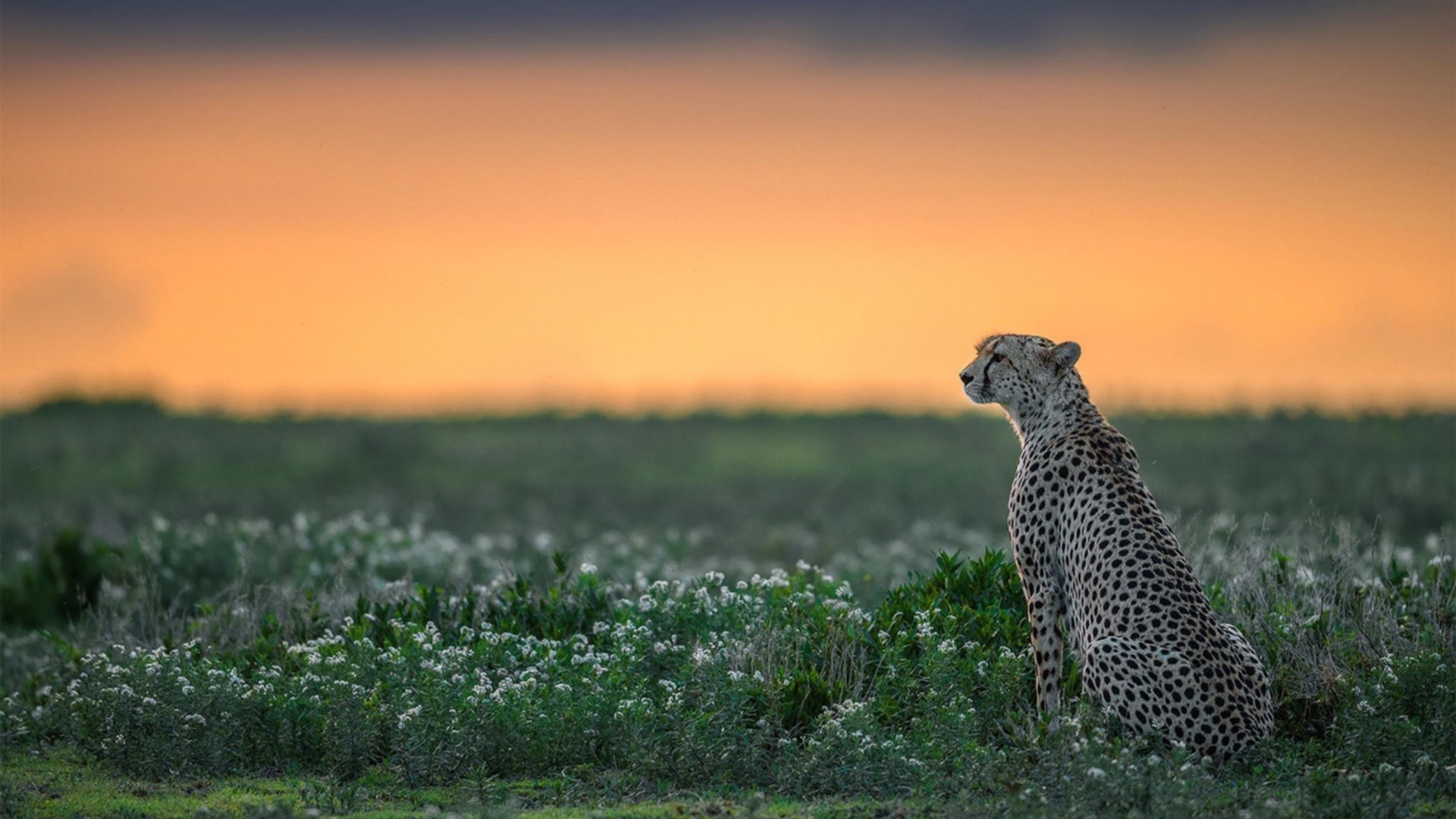 美洲杯悬念迭起：逆境中拼出精彩人生，美洲杯精彩集锦