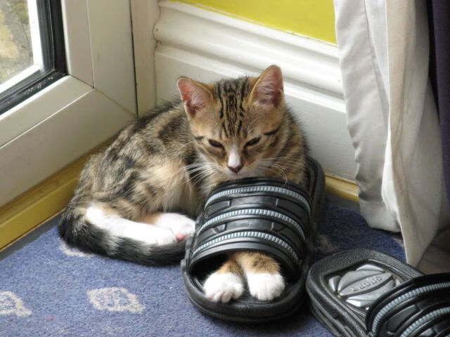 -西班牙国家队迎来新主帅，恩里克接任